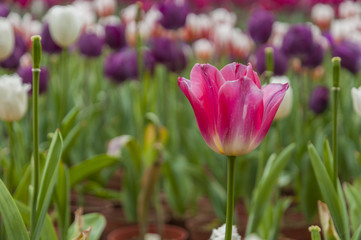 Tulips flower closeup 