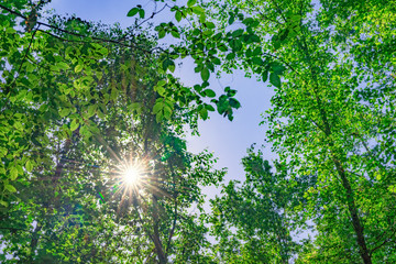 Ein Blick ins Sonne durchflutete Blätterdach der Baumkronen