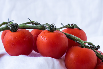 Cherry Tomatoes,white background