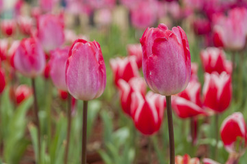 Tulips flower closeup 