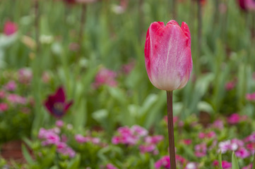 Fototapeta premium Tulips flower closeup 