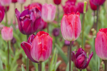Fototapeta premium Tulips flower closeup 