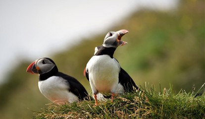 Puffin Islande