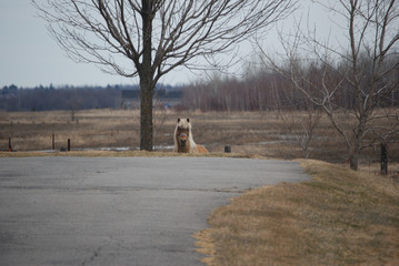 Horse peering over hill top