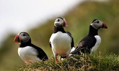 Puffin Island