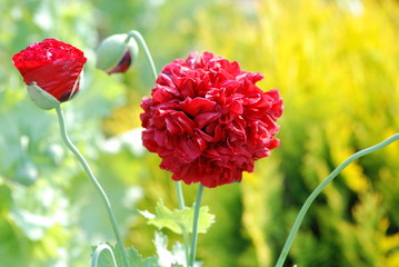 Red poppy closeup