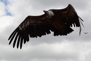 Geier 1