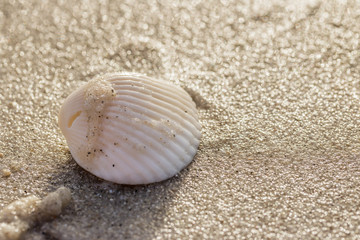 Sea shells