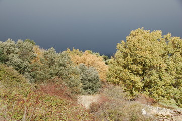 Fototapeta premium arboles, otoño, colores, hojas, cielo, tormenta, lluvia