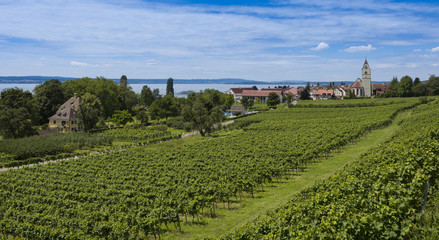 Fototapeta na wymiar The village Hagnau at Lake Constance with vineyards in the foreground - Hagnau, Lake Constance, Baden-Wuerttemberg, Germany, Europe