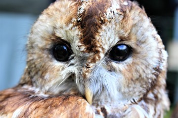 An image of a owl