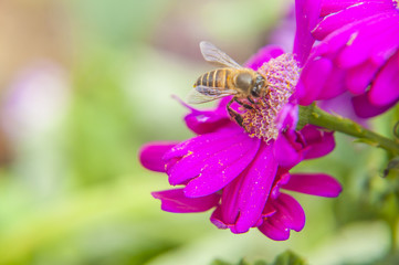 Cineraria flower and bee closeup background and texture 