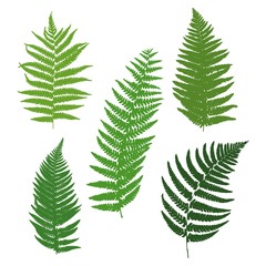 Fototapeta na wymiar A set of silhouettes of ferns. Vector illustration.