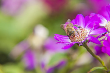 Cineraria flower and bee closeup background and texture 