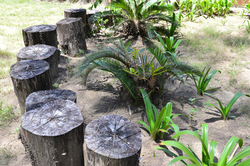 Stumps used as table and chairs outside in the garden