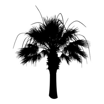 Silhouette palm tree isolated on white. Vector illustration.