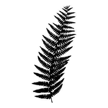 Fern frond black silhouette on white background. Vector.