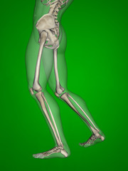 Human skeleton, 3D Model, Green Background