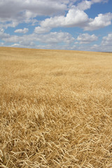 Gold wheat field and blue sky. The spikelets bend under the wind.