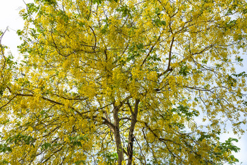 Golden Shower flower on tree.