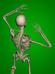 Human skeleton, 3D Model, Green Background