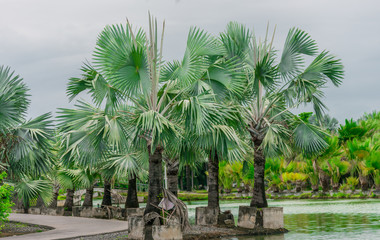 Fototapeta premium Palm plant.