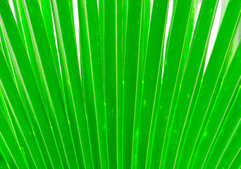 close up of the palm leaf texture,the green leave texture with the light