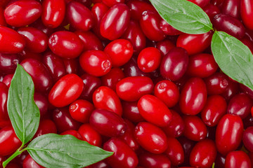 dogwood berry with leaf as background. Top view