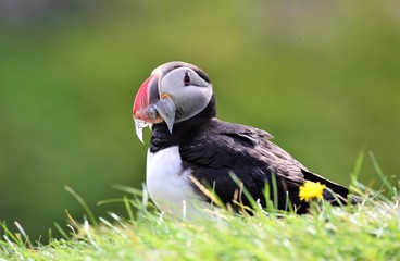 Puffin Islande