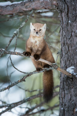Pine Marten