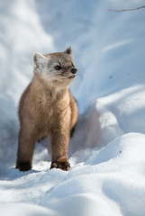 Pine Marten
