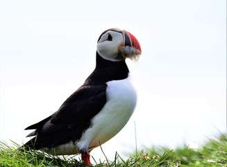 Puffin Islande