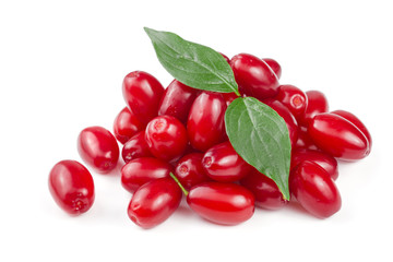 dogwood berry with leaf isolated on white background