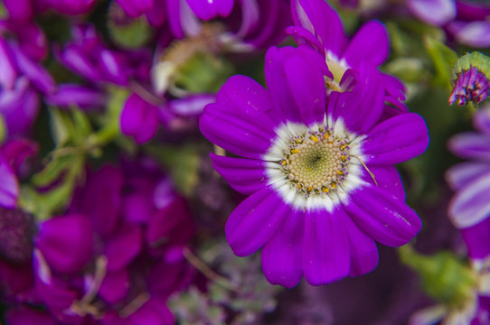 Beautiful blooming cineraria flower closeup in garden