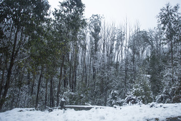 Snow on Trees and Roads in Mountains