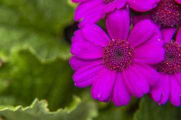 Obraz premium Beautiful blooming cineraria flower closeup in garden