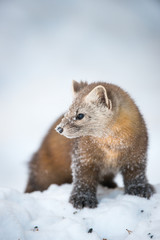 Obraz premium Pine Marten