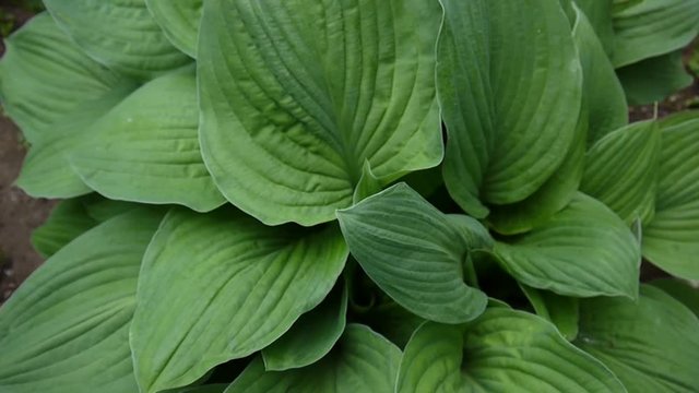 Fresh green leaves of hosta plant in the garden waving in the wind. Video footage shooting of static camera.