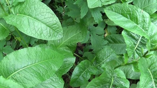 Rumex confertus. Green fresh grass field swaying gently in wind. Panorama motion camera.