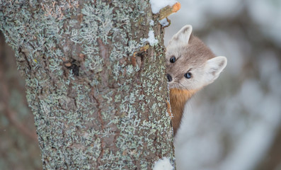 Pine Marten