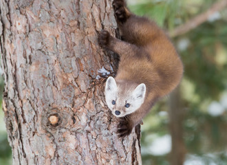 Obraz premium Pine Marten