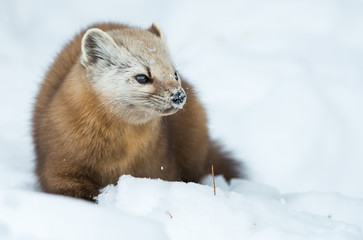 Pine Marten