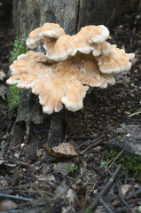 Laetiporus sulphureus