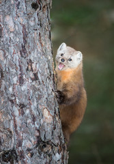 Pine Marten