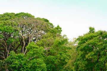Obraz premium Beautiful green trees on Mountains.