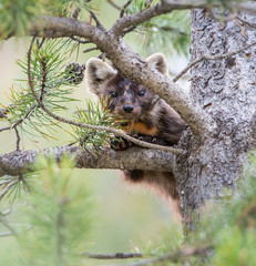 Pine Marten