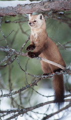 Pine Marten