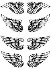 Set of bird wings isolated on white background.