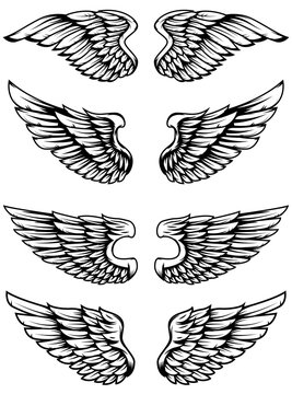 Set of bird wings isolated on white background.