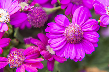 Obraz premium Beautiful blooming cineraria flower closeup in garden